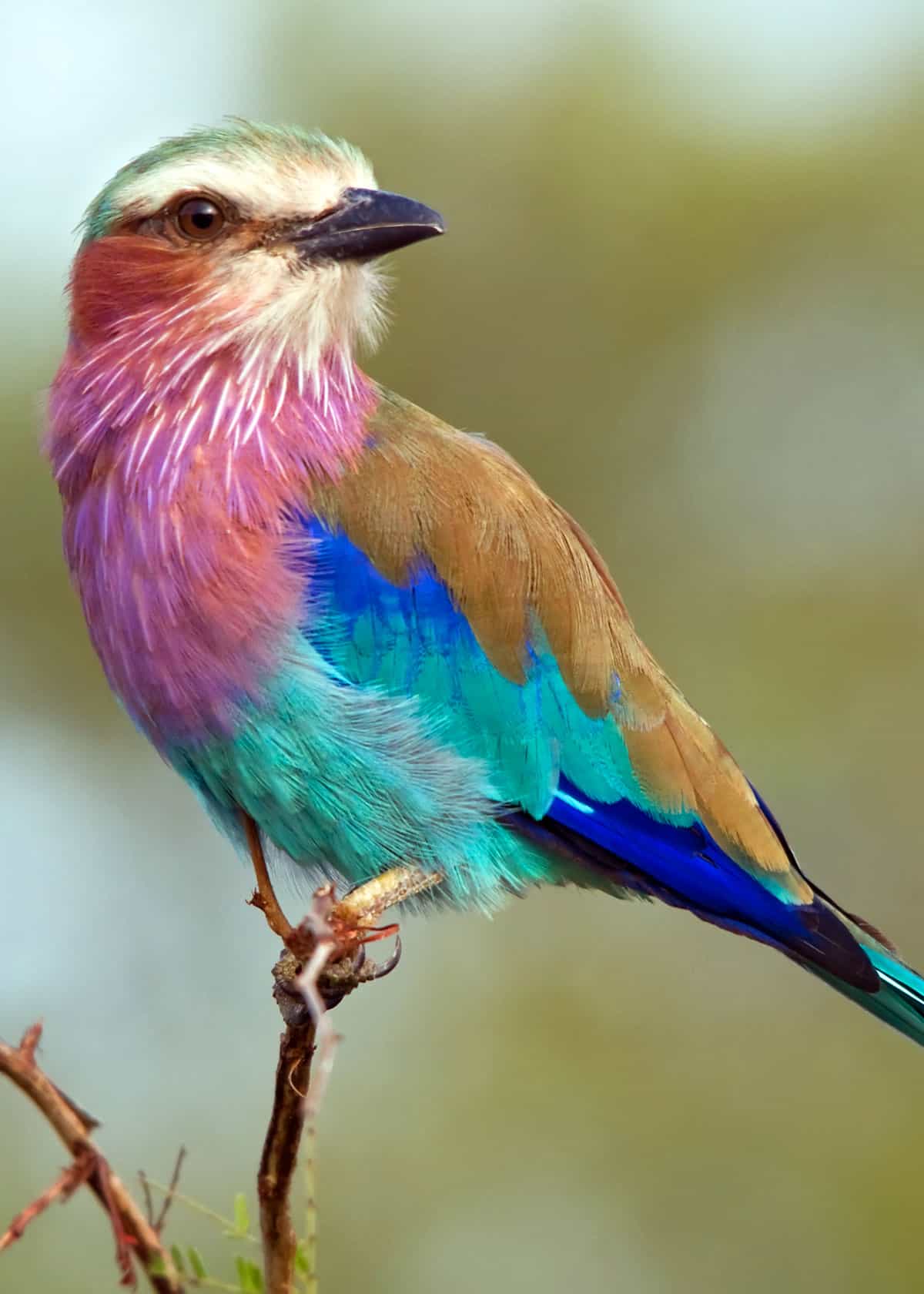 Most Colorful Birds 2048