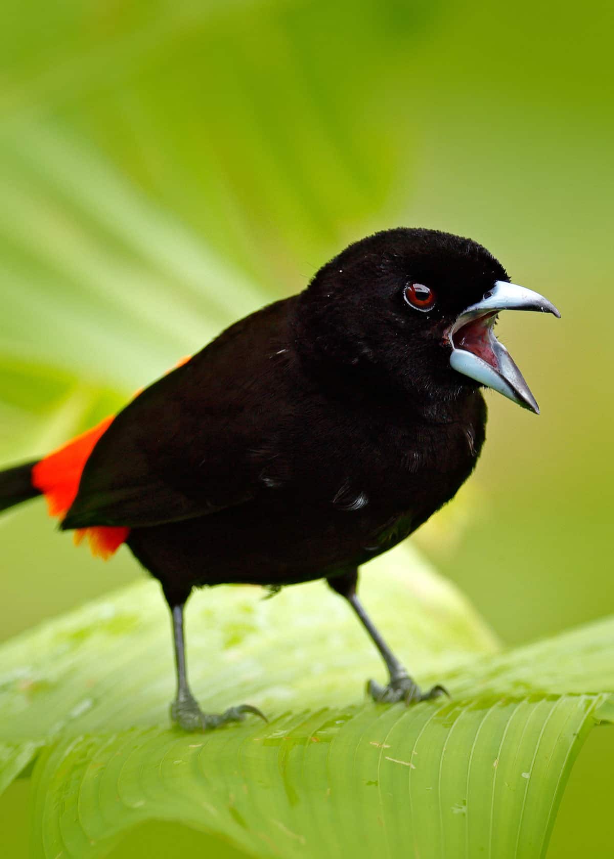 Bird sound identification