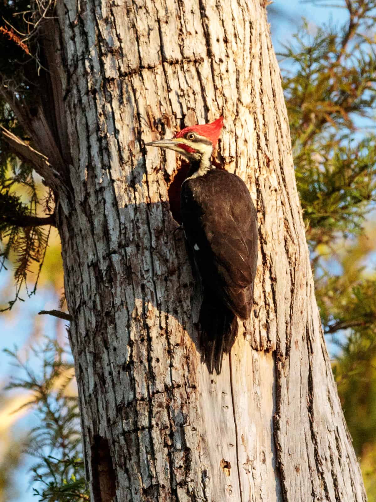 Pileated Woodpecker British Columbia