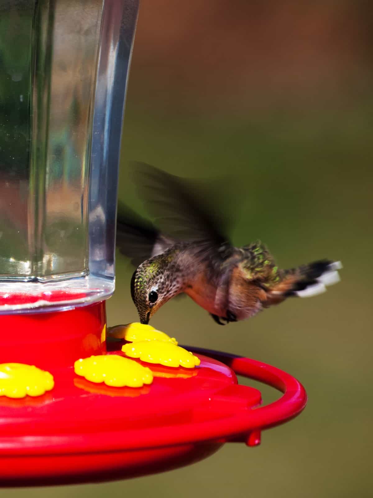Best feeders for hummingbirds