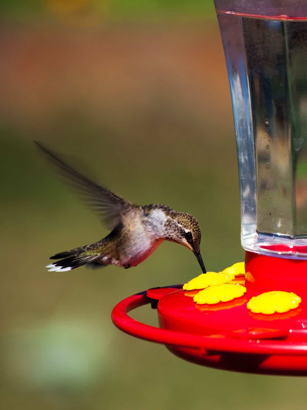 Best glass hummingbird feeders