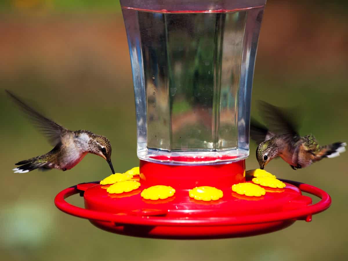 Best hummingbird feeders