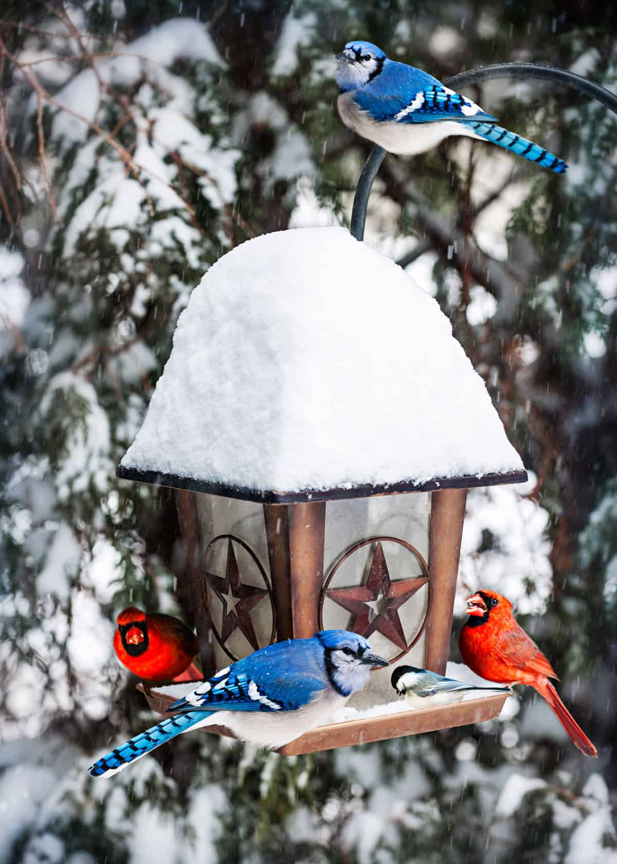 Best bird feeders for cardinals