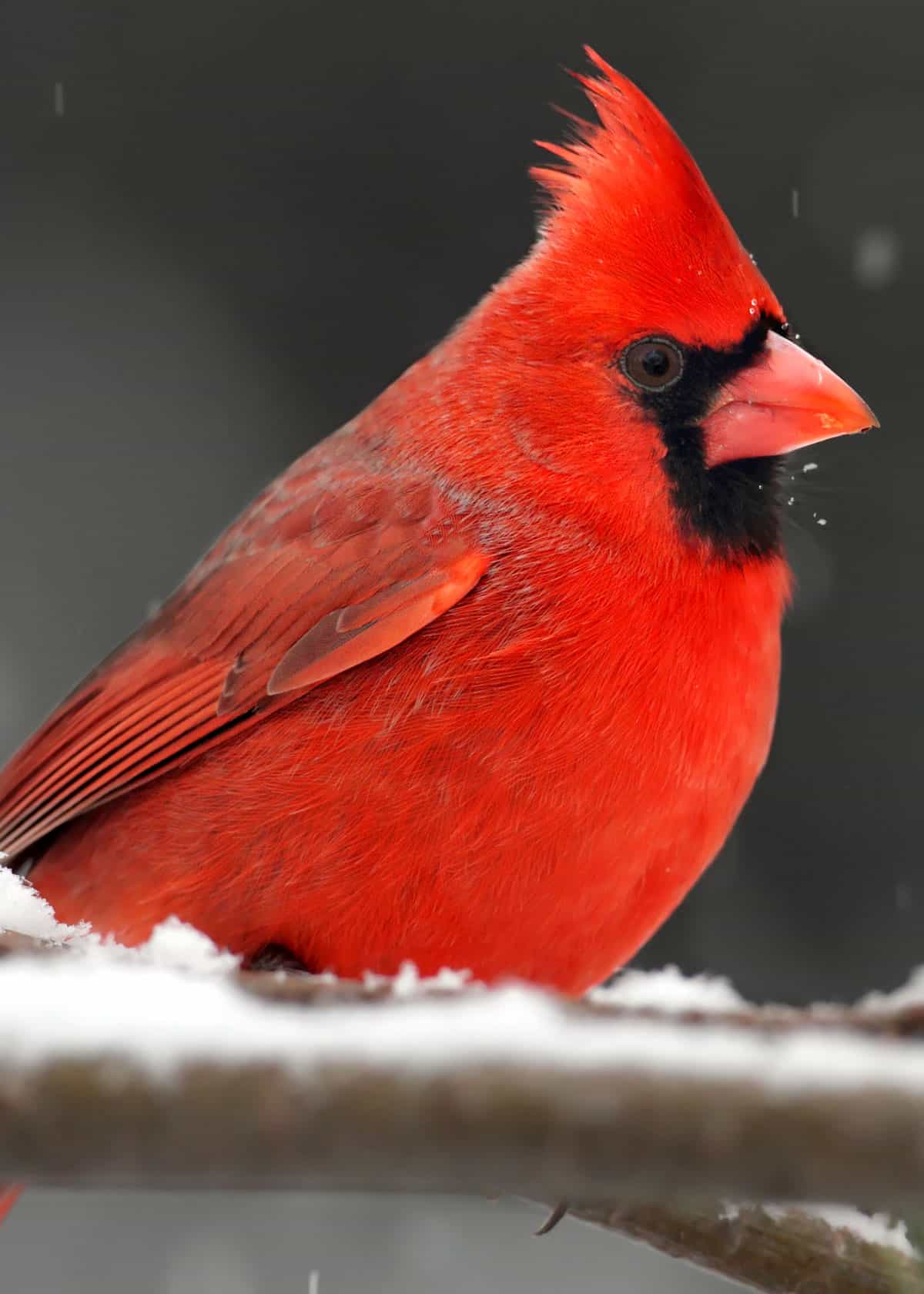 Best bird food for cardinals