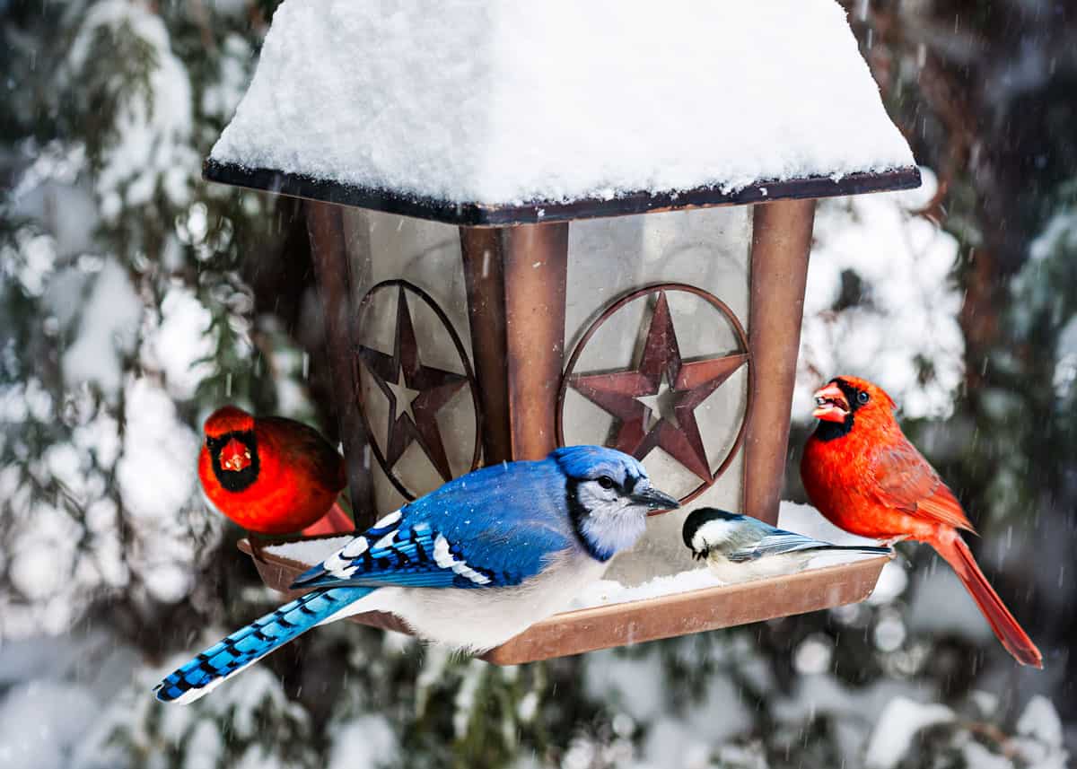 Best cardinal bird feeder