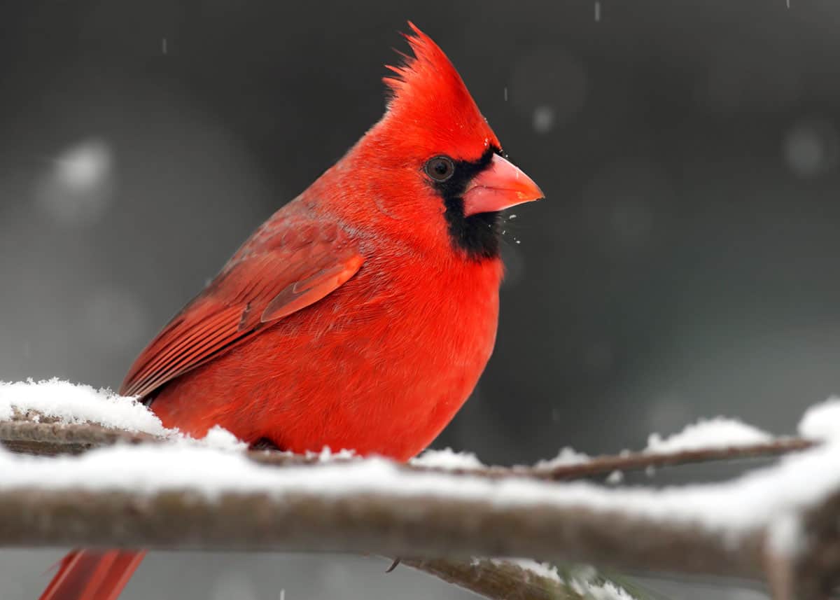 Bird feeders for cardinals