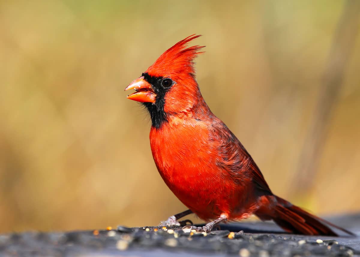 Cardinal bird feeder