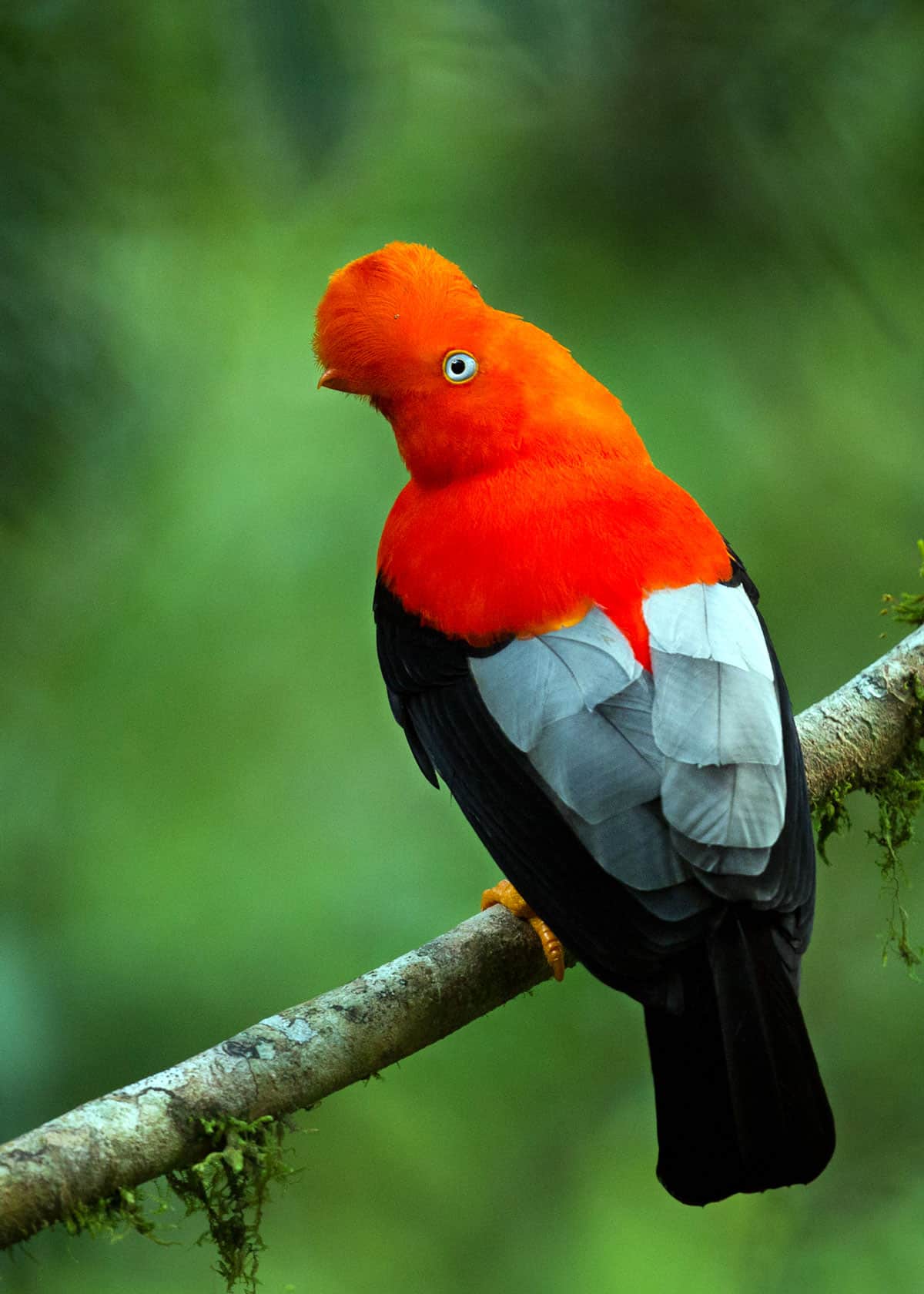 Andean cock of the rock Rupicola peruvianus