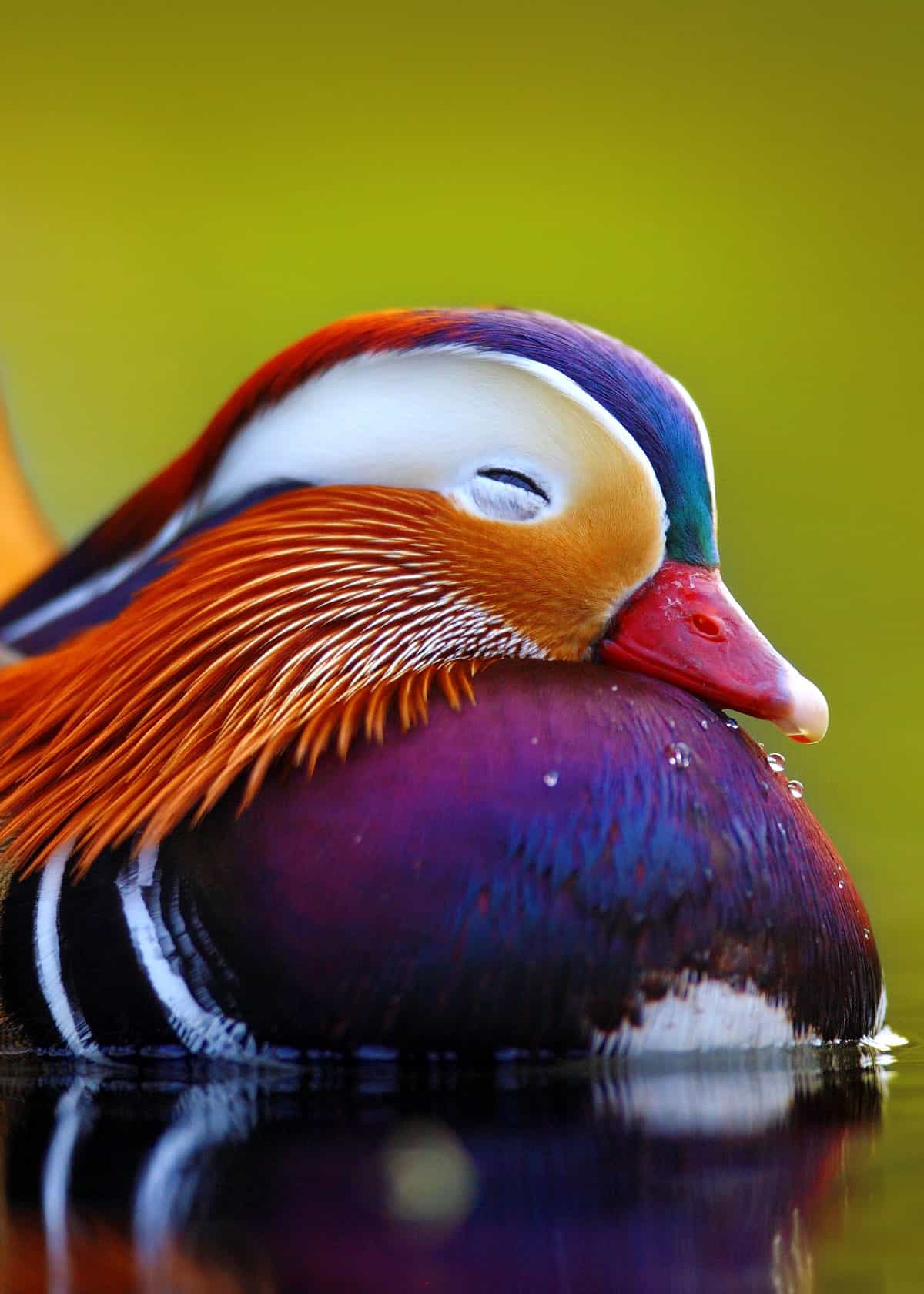 colorful birds Aix galericulata