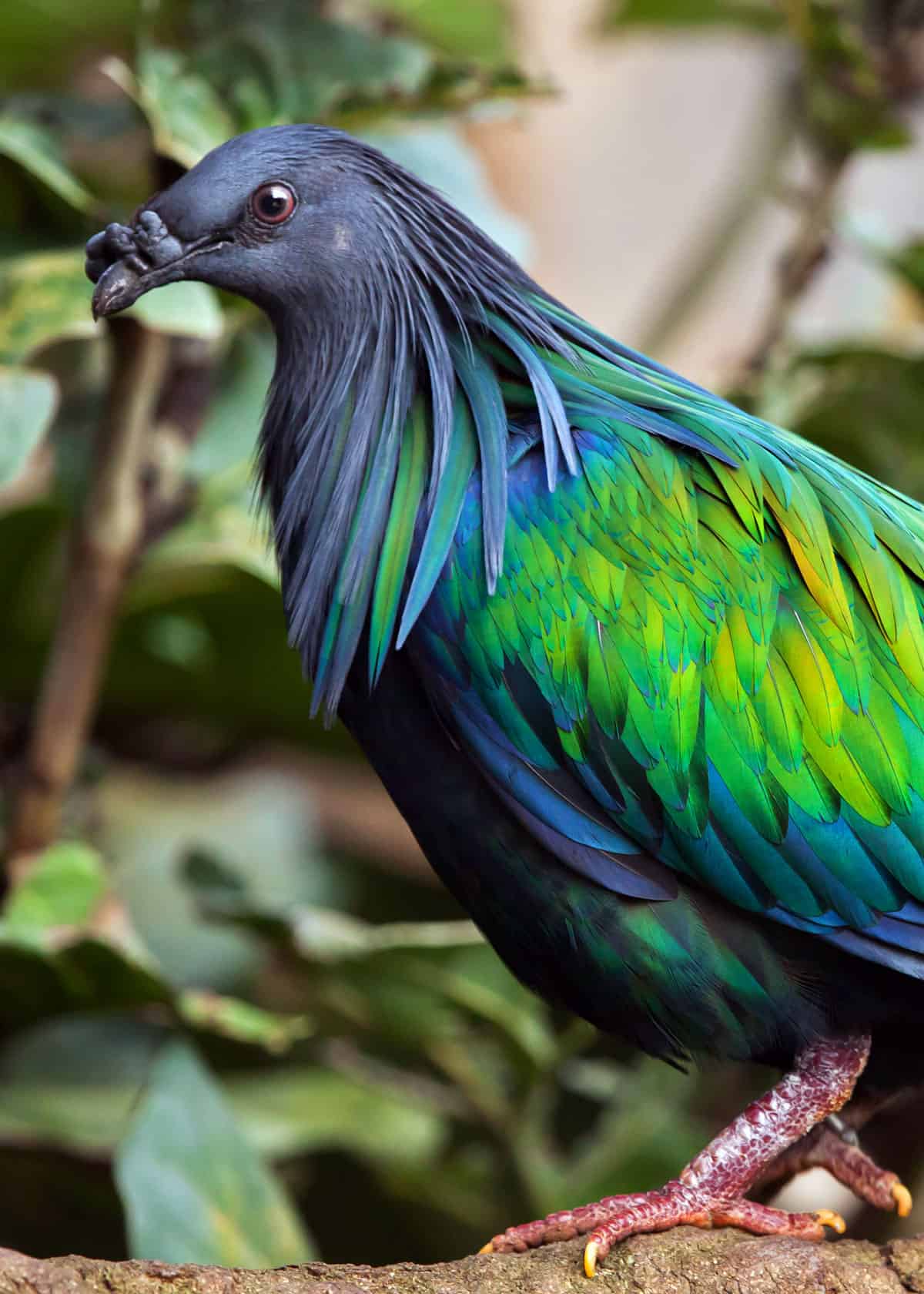 Colorful pigeon Caloenas nicobarica