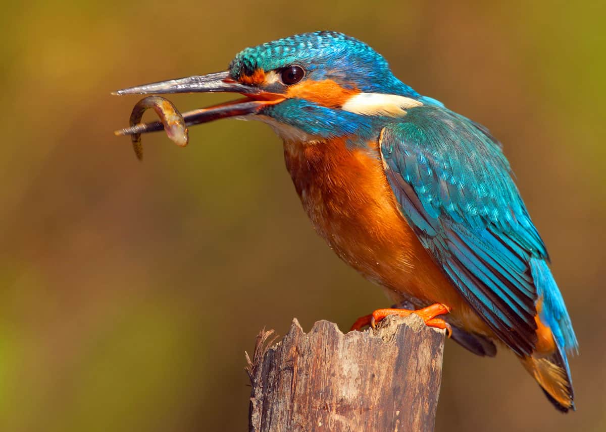 Common kingfisher Alcedo-atthis