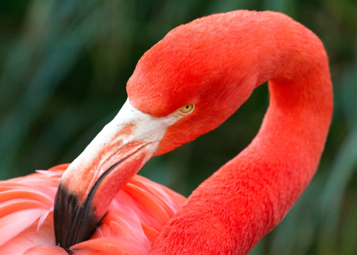 Flamingo Phoenicopteridae
