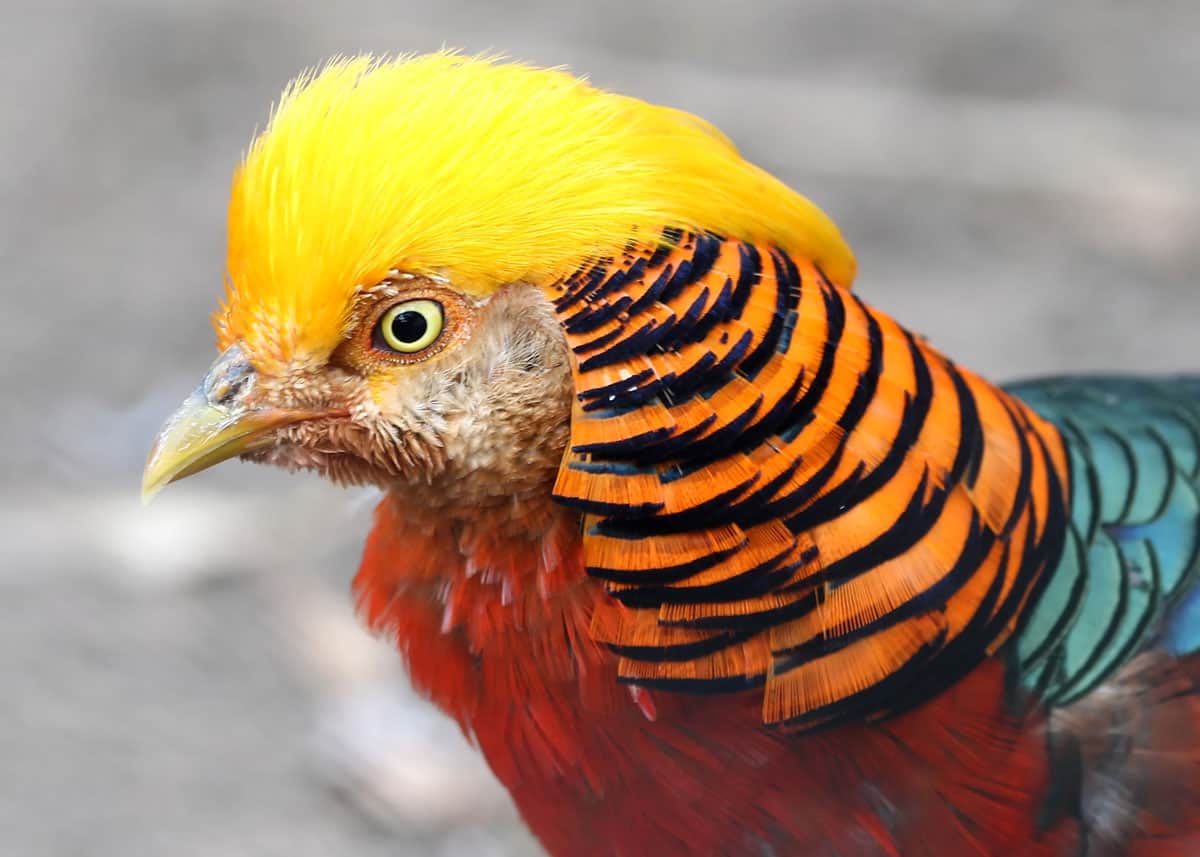 Golden pheasant Chrysolophus pictus