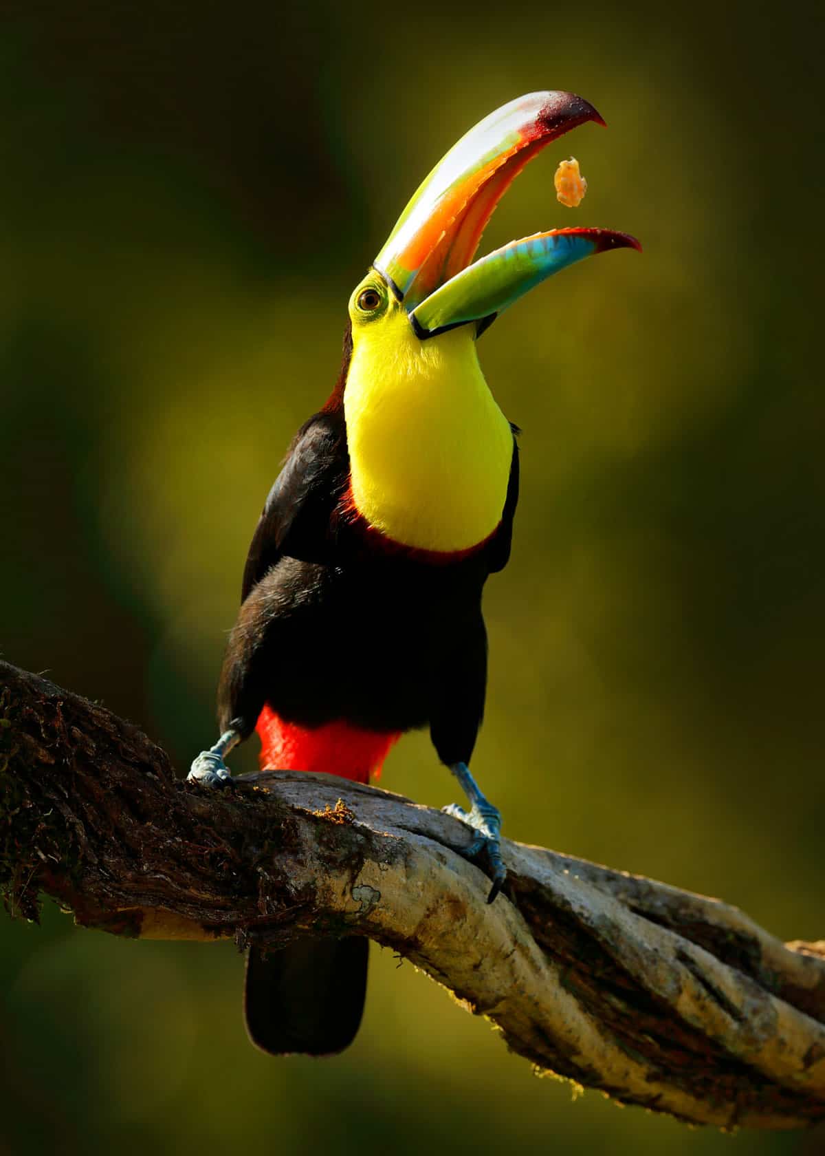 keel billed toucan Ramphastos sulfuratus