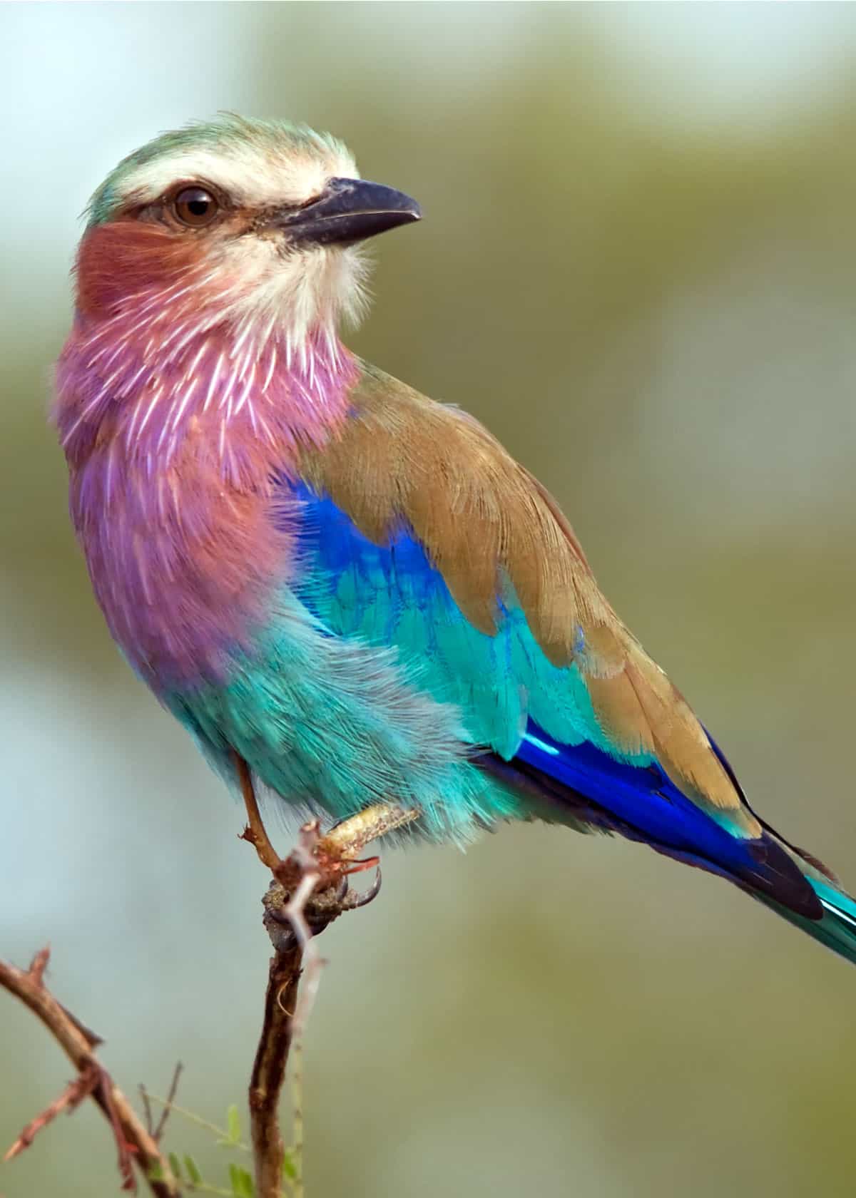 Lilac-throated roller Coracias caudatus