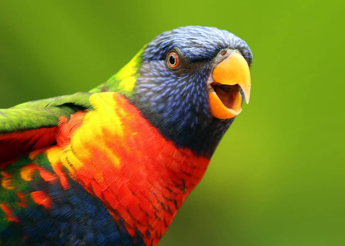 images of colorful birds