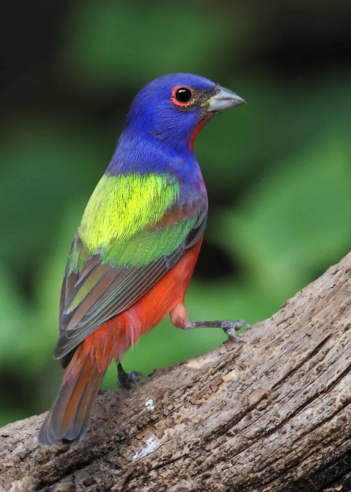 Painted Bunting Bird Hilton Head at Judith Guillotte blog