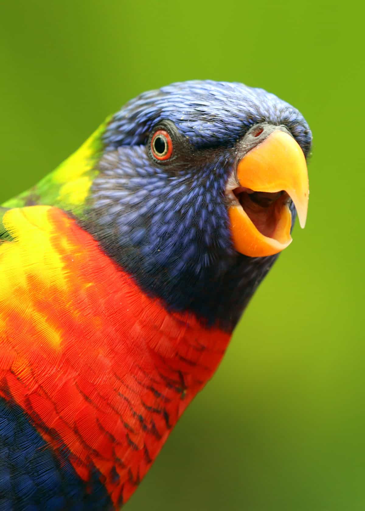 Rainbow lorikeet Trichoglossus moluccanus