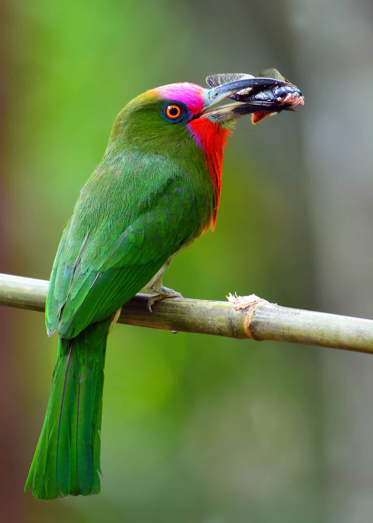 Red bearded bee eater Nyctyornis amictus