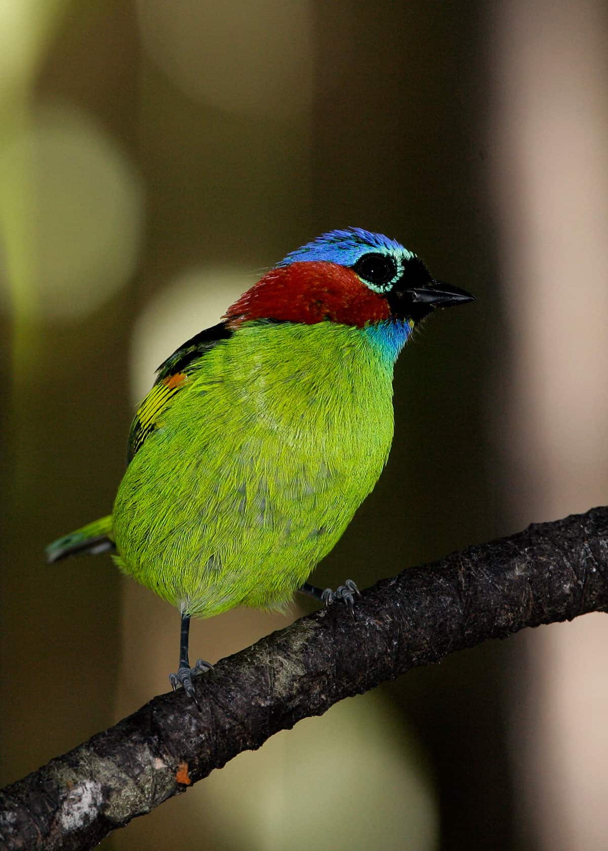 Red necked tanager Tangara cyanocephala