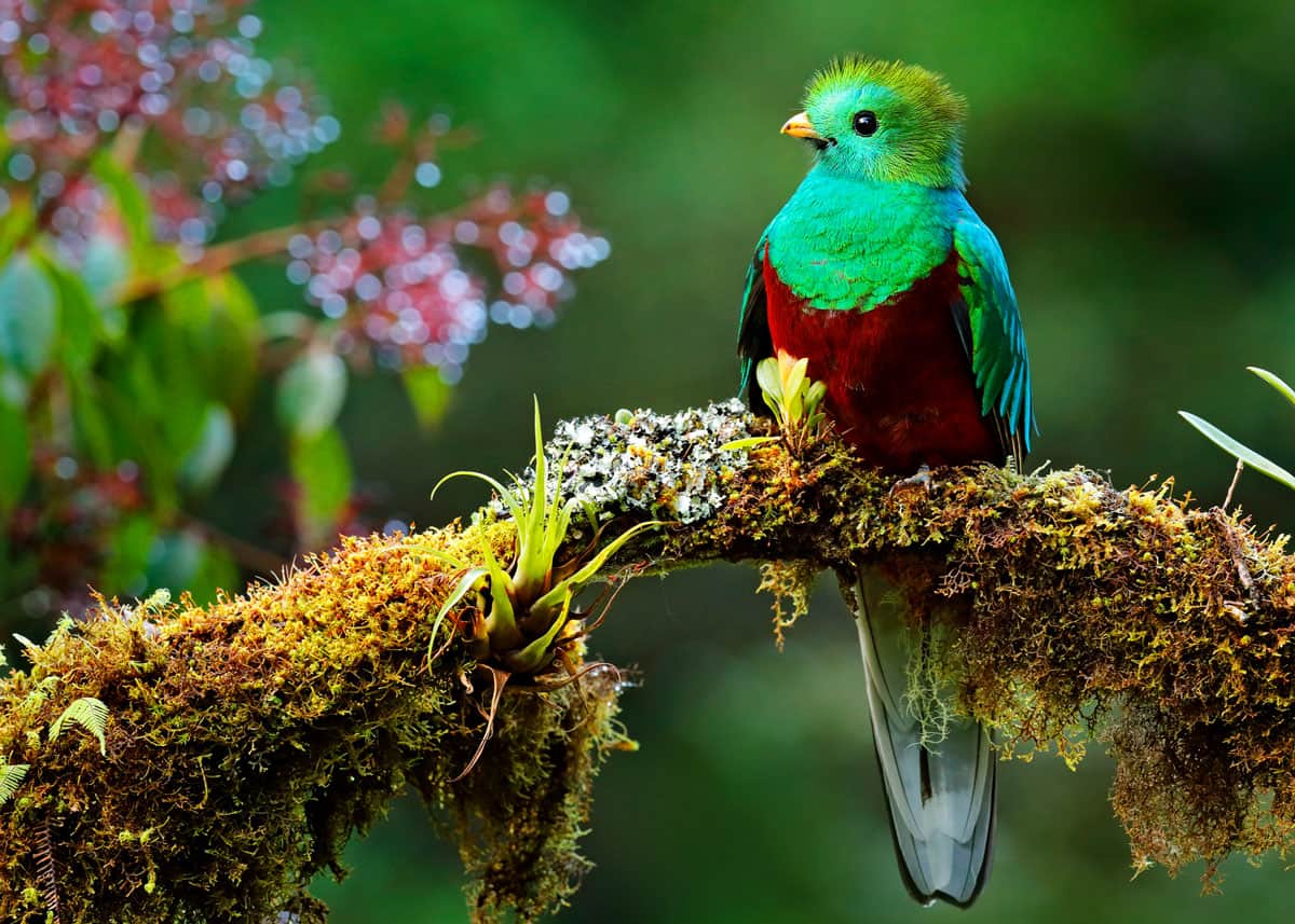 Resplendent quetzal Pharomachrus mocinno