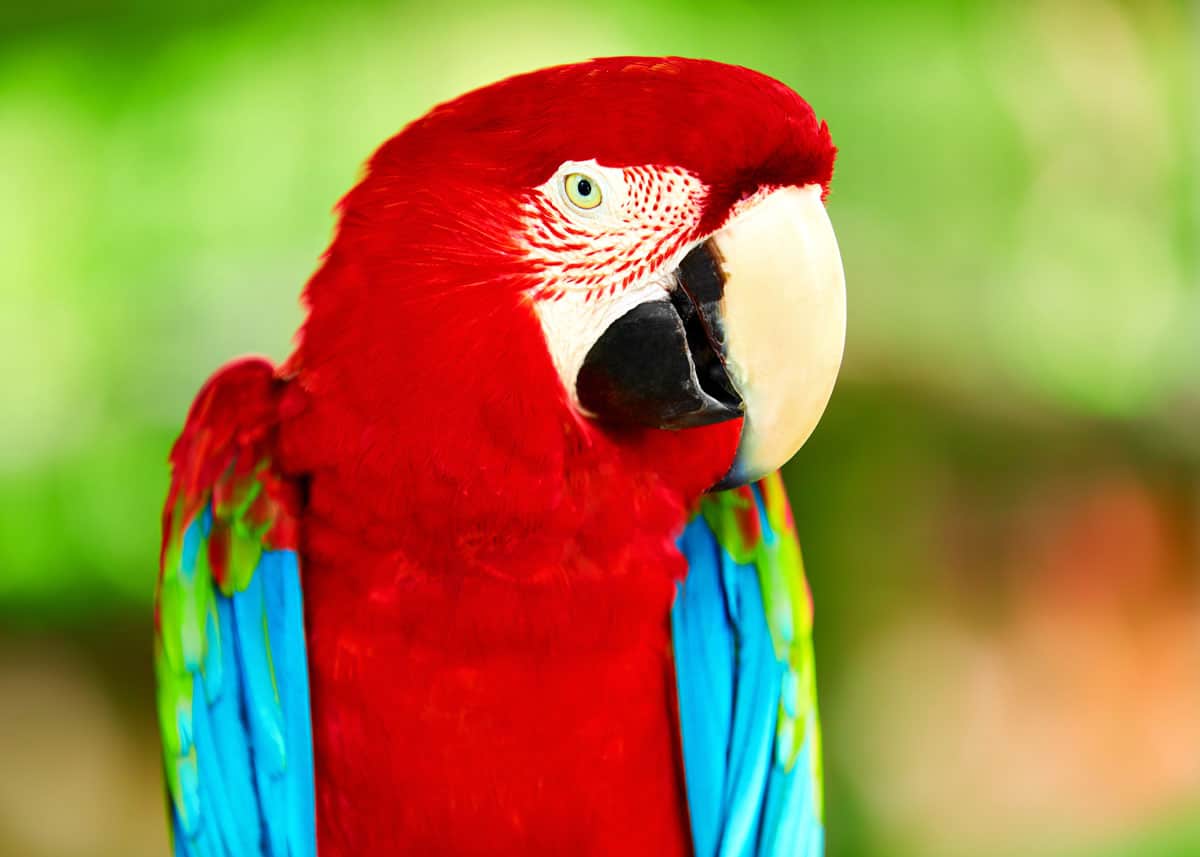 Scarlet macaw Ara macao