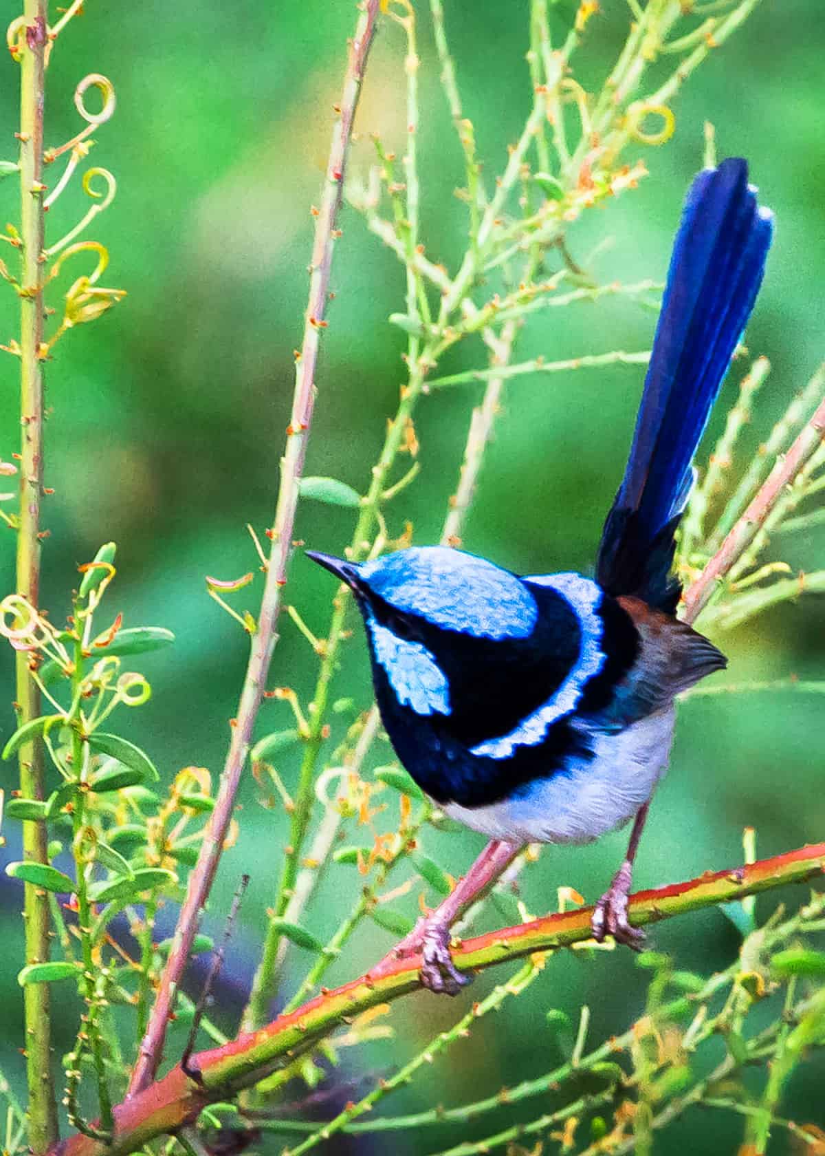 Splendid fairy wren Malurus splendens