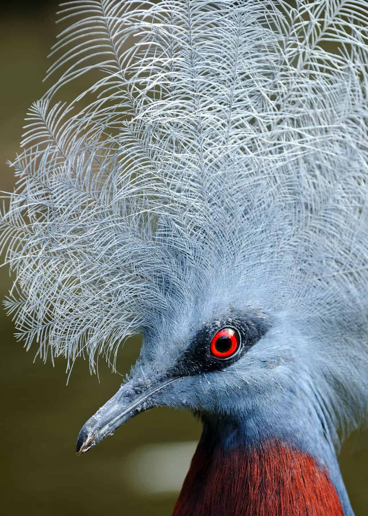 Western crowned pigeon Goura cristata