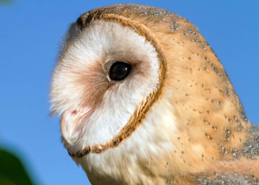 Tyto alba barn owl face