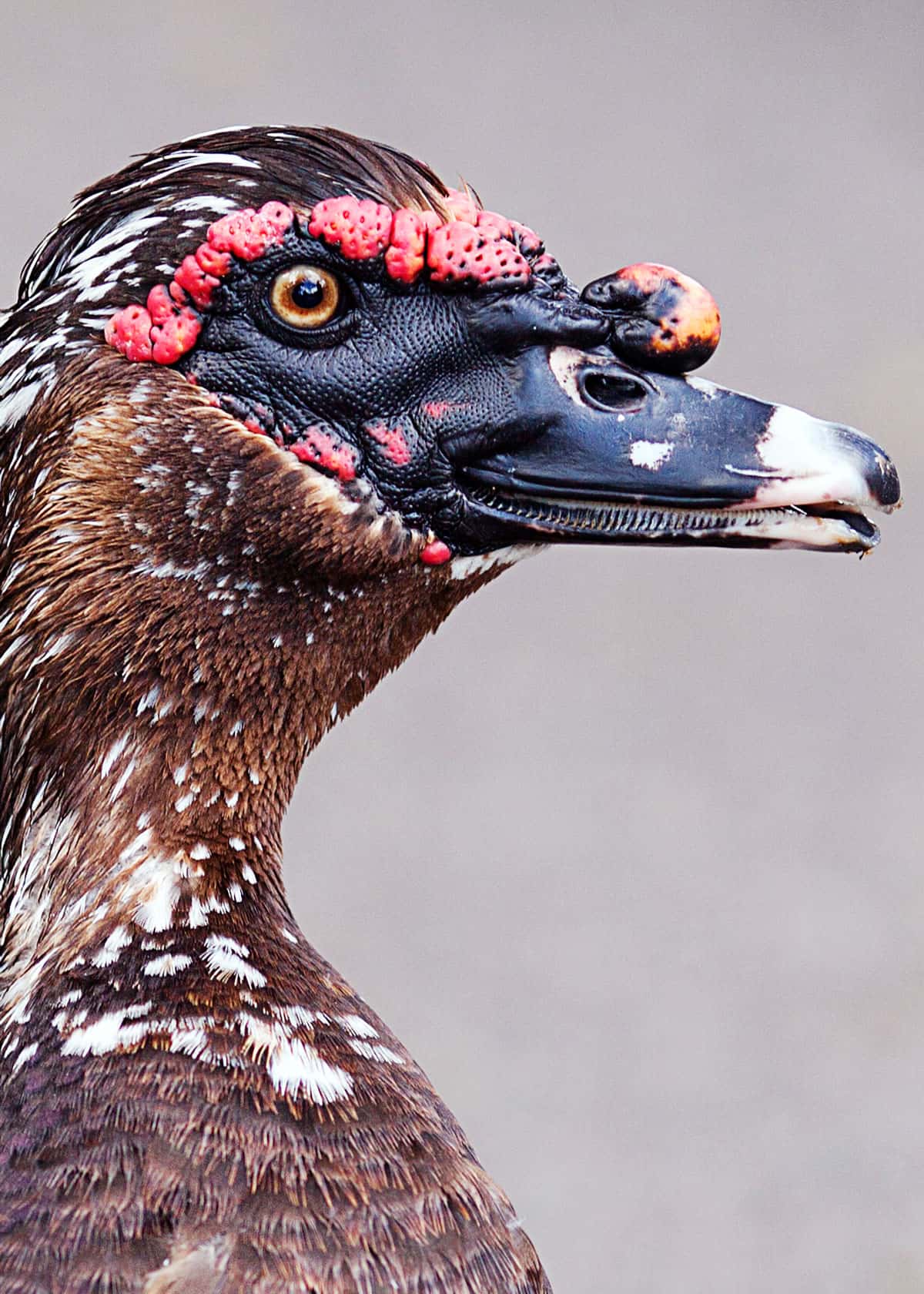 Are Muscovy ducks friendly?