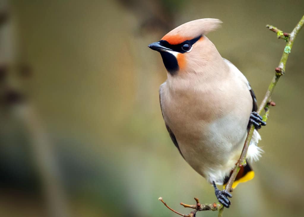 Beautiful bird Bombycilla garrulus