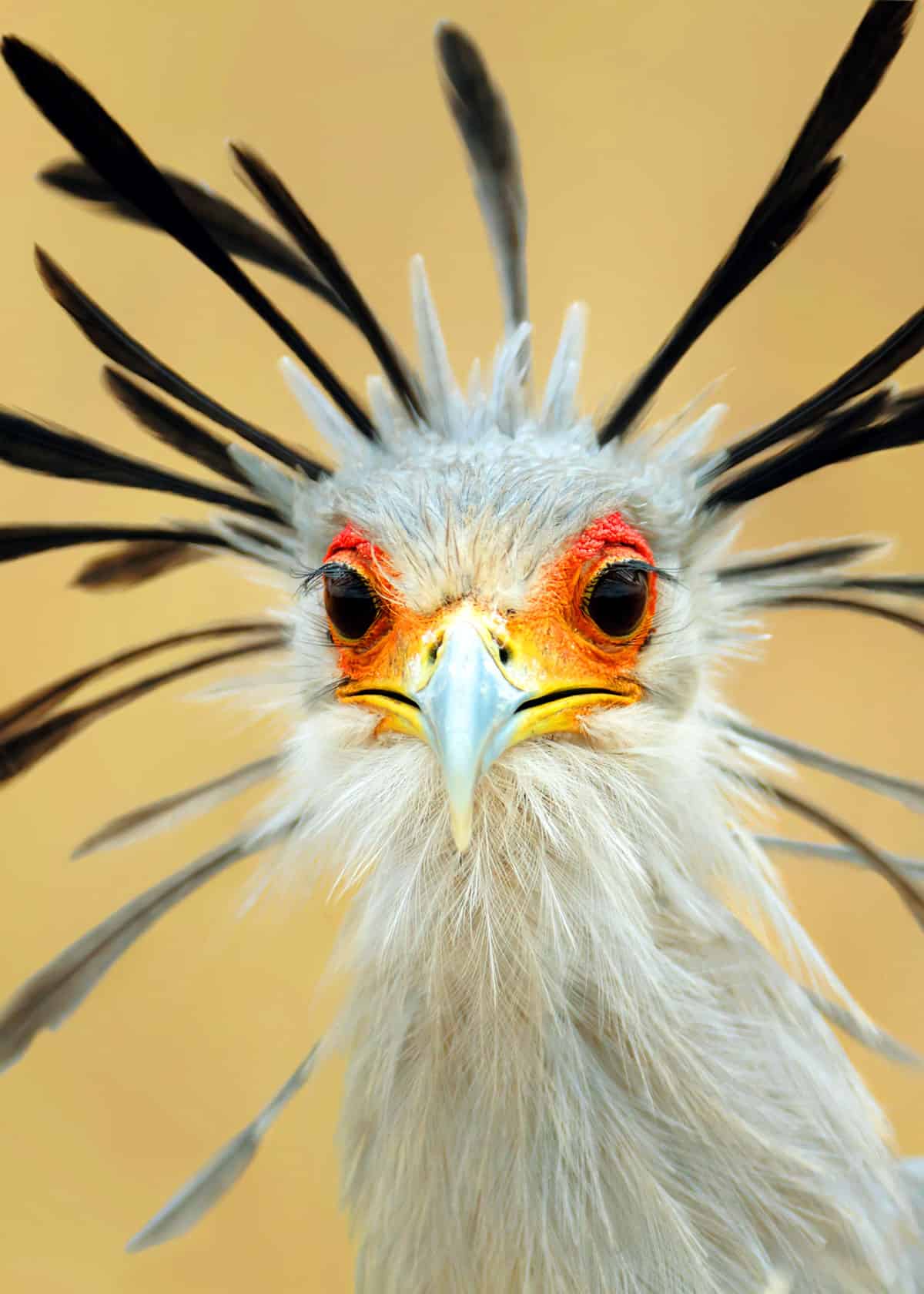 Bird with eyelashes