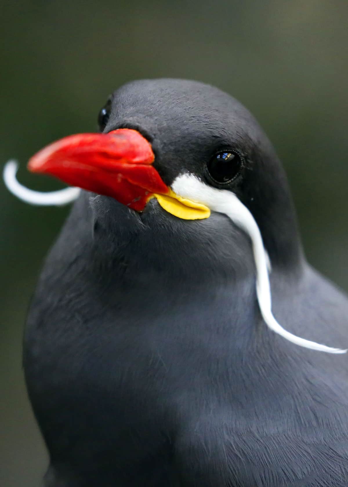 Bird with mustache Larosterna inca