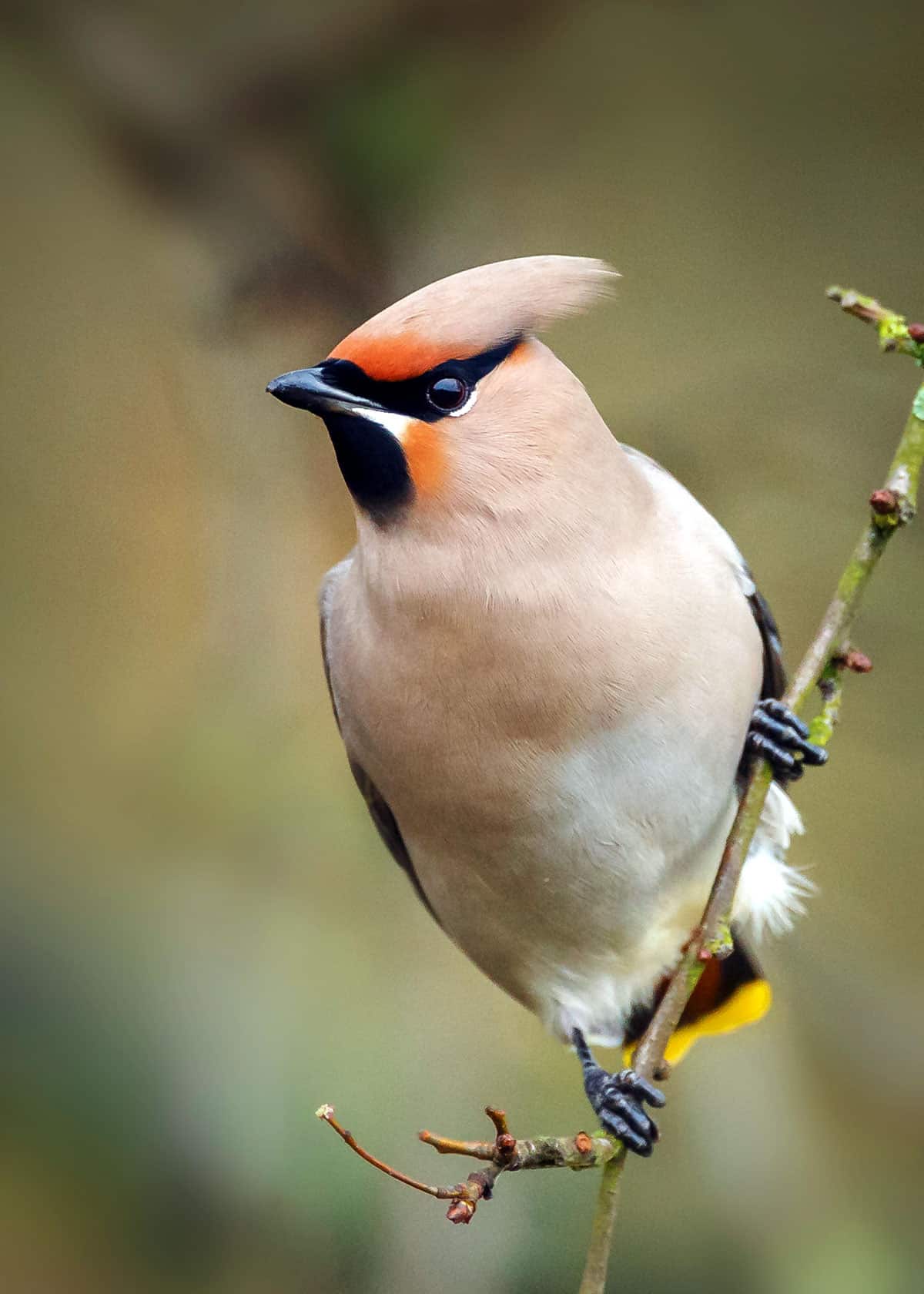 Bohemian waxwing Bombycilla garrulus