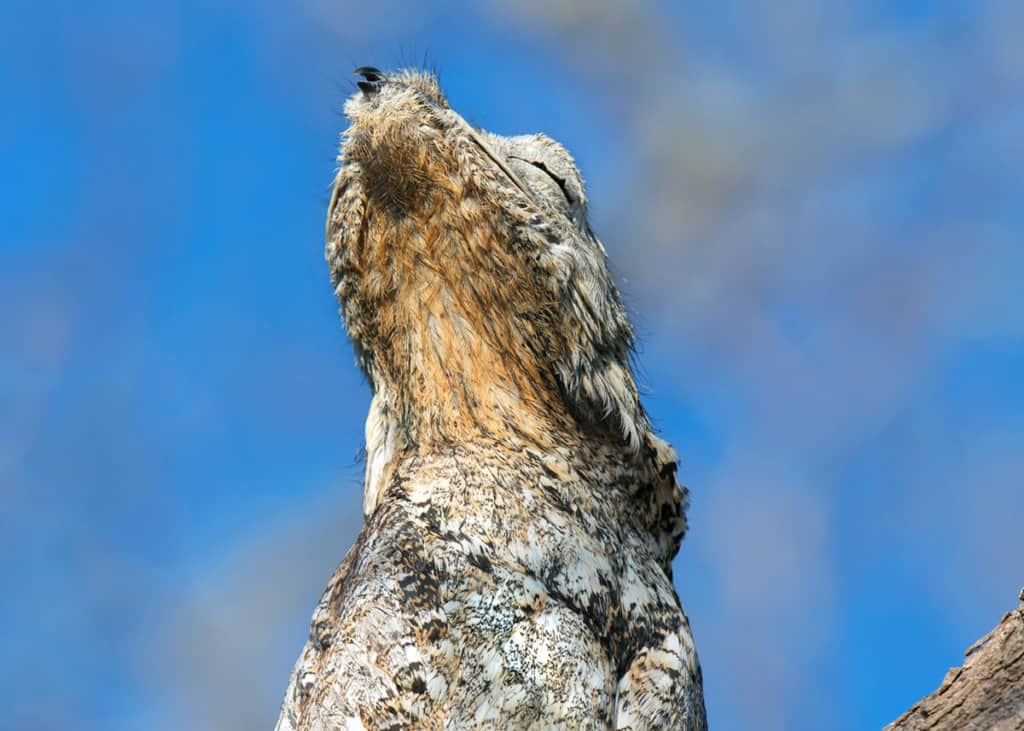 facts about great potoo