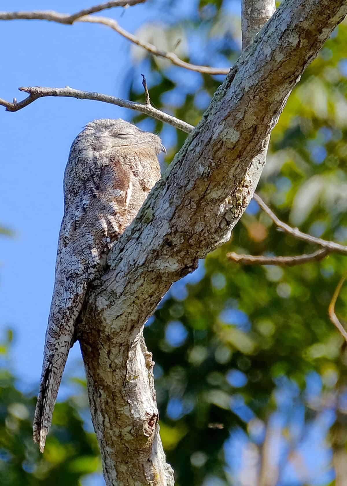 31 Great Potoo Facts (Yes, They're Real!) Ultimate Guide | JustBirding.com