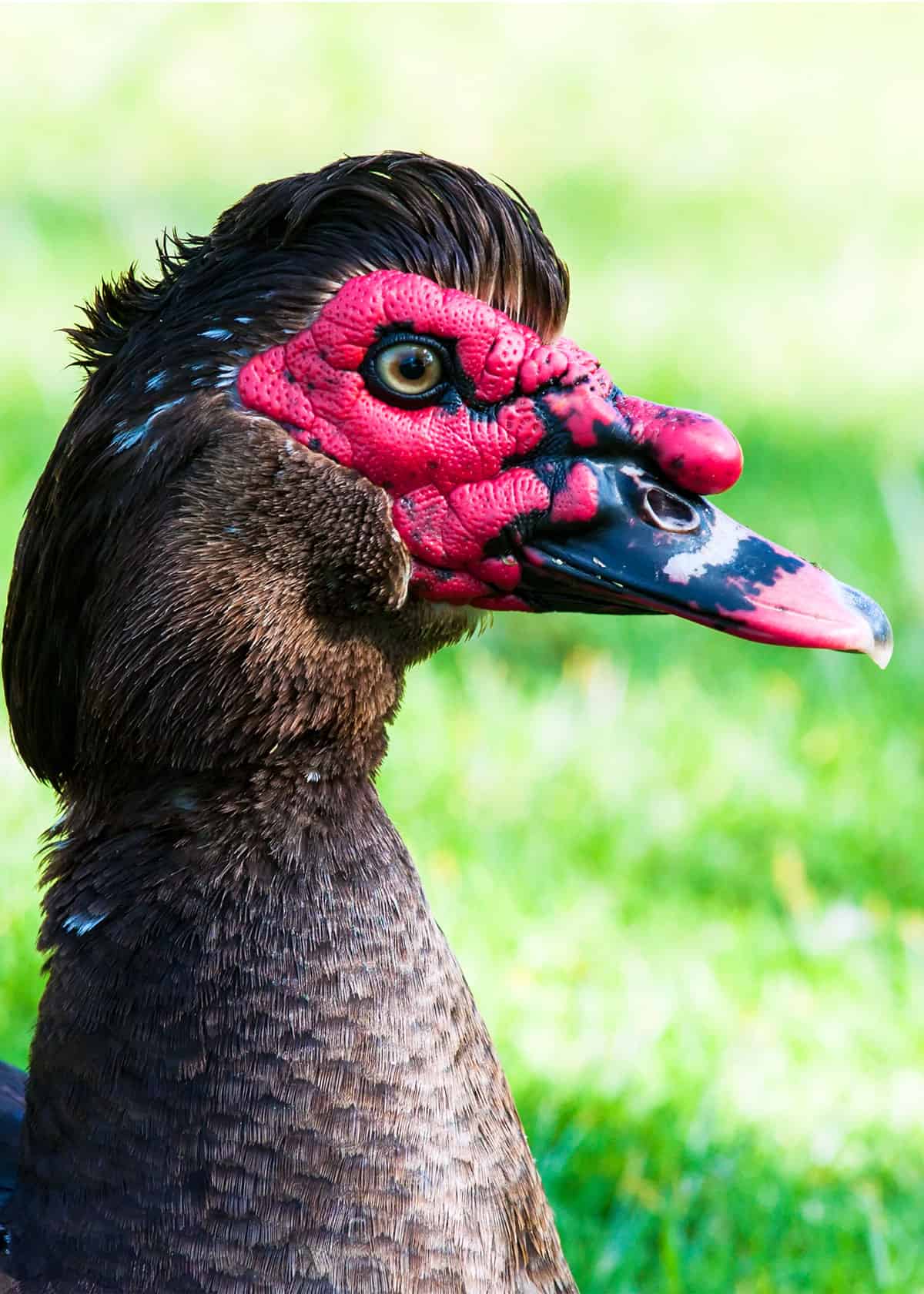 Giant Real Duck