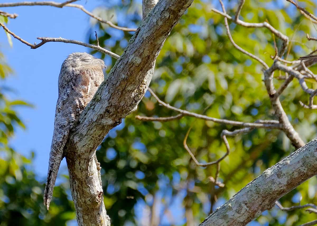 Great potoo facts