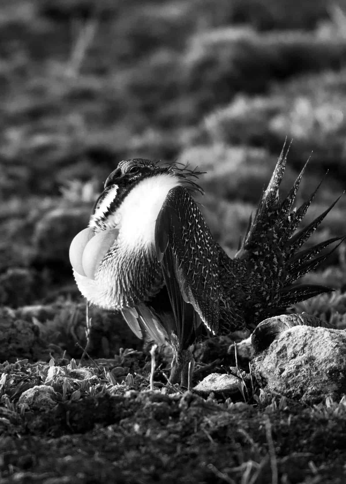 Greater sage-grouse Centrocercus urophasianus
