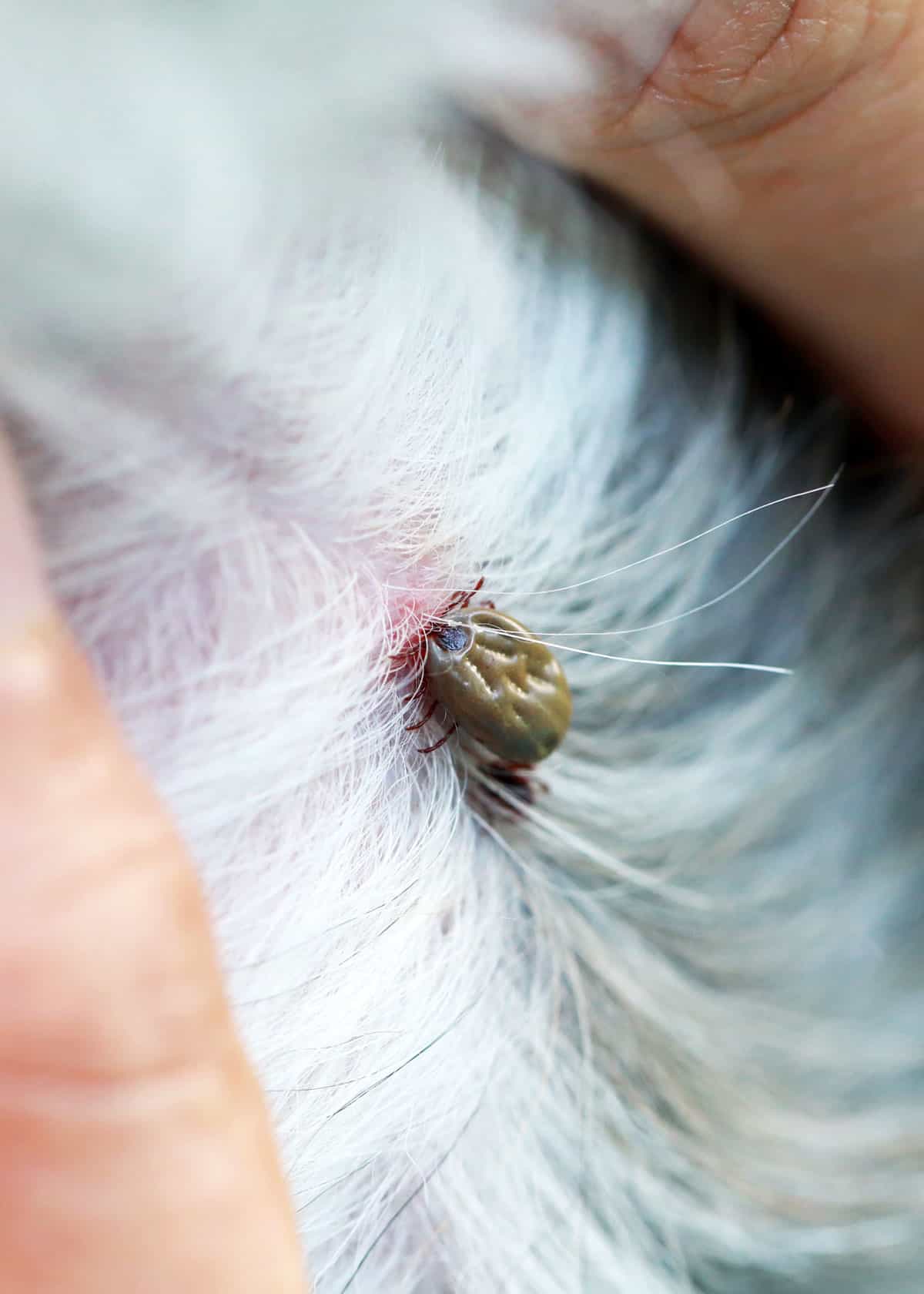 How do I kill a tick on my dog?