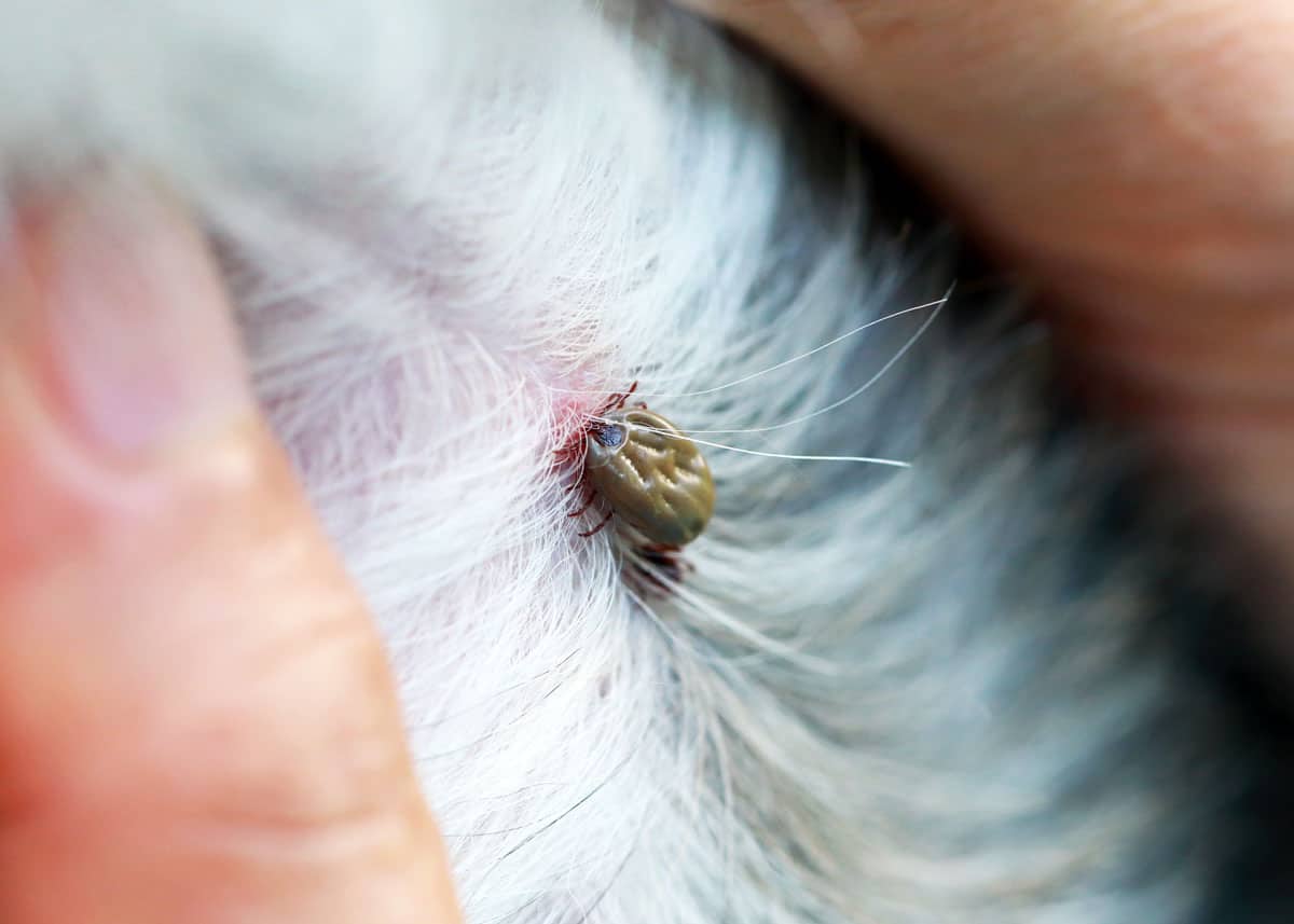 How long will a tick stay on a dog?