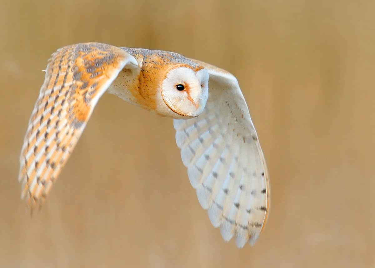 Most beautiful birds Tyto alba