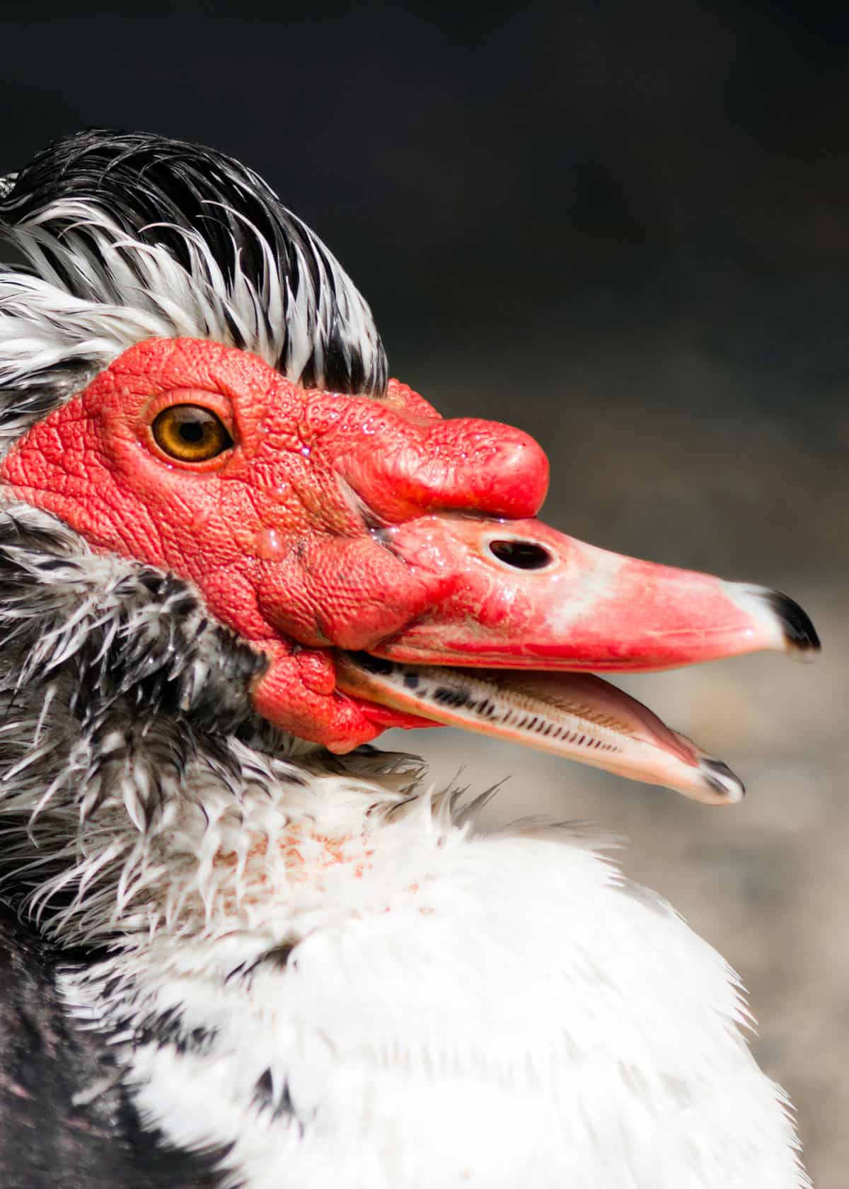 Muscovy duck caruncles