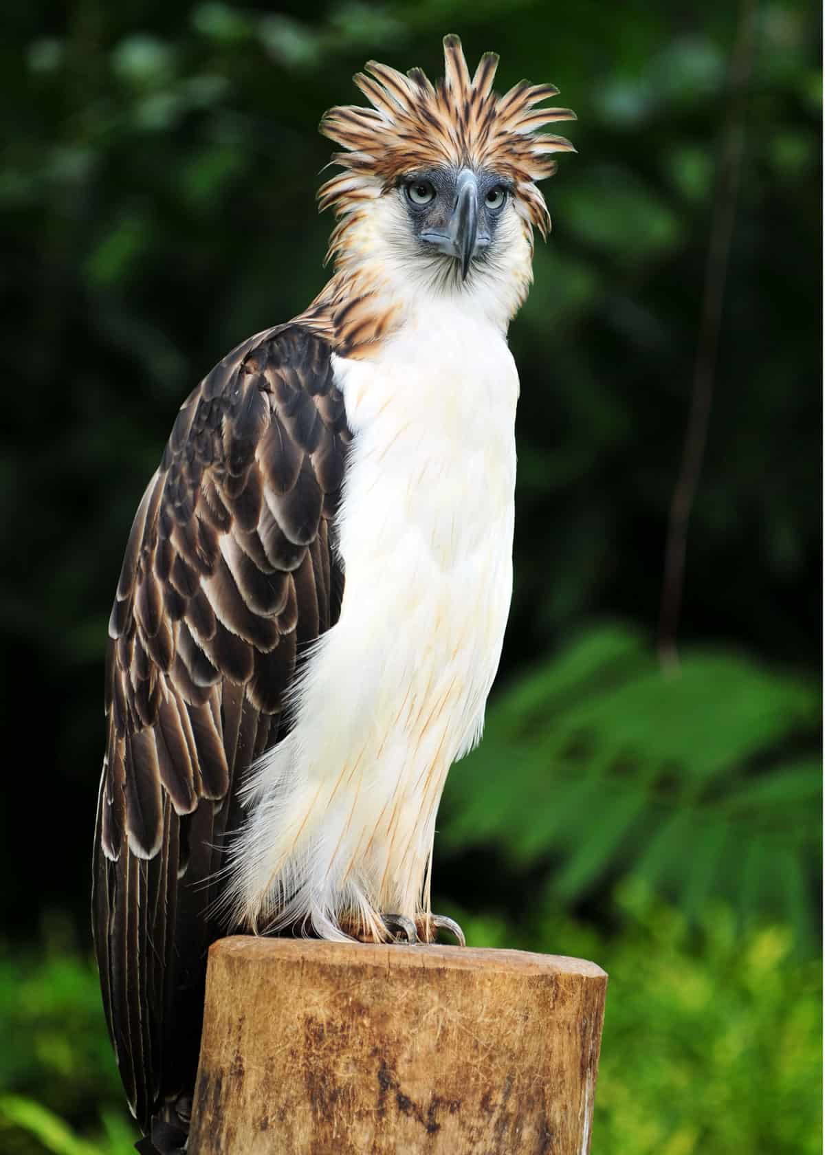 Philippine eagle Pithecophaga jefferyi