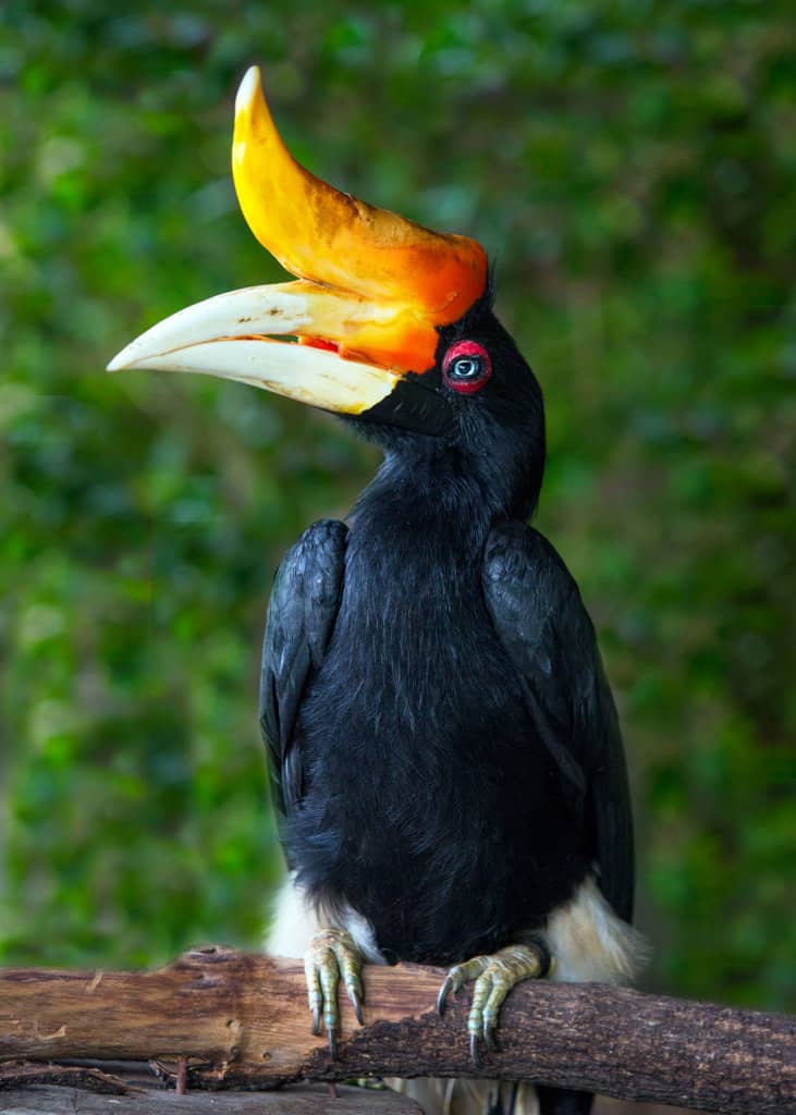 17 of the Weirdest Birds in the World (Photos, Facts, Videos ...