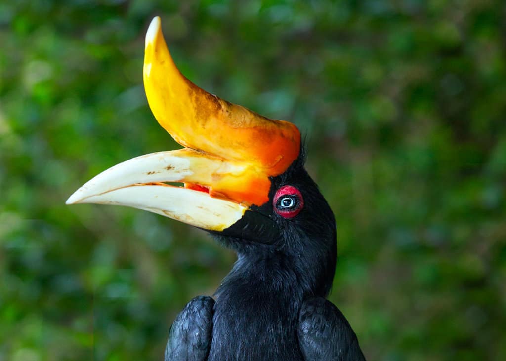 Weirdest birds in the world