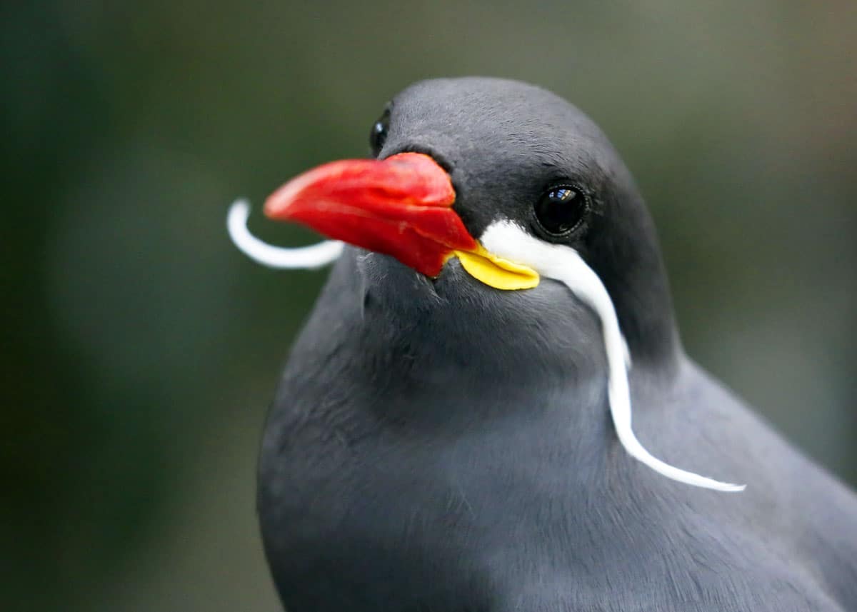 Inca tern facts