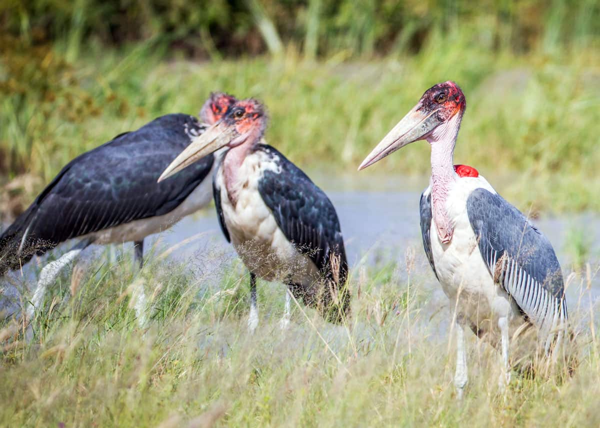 What is the habitat of the marabou stork?