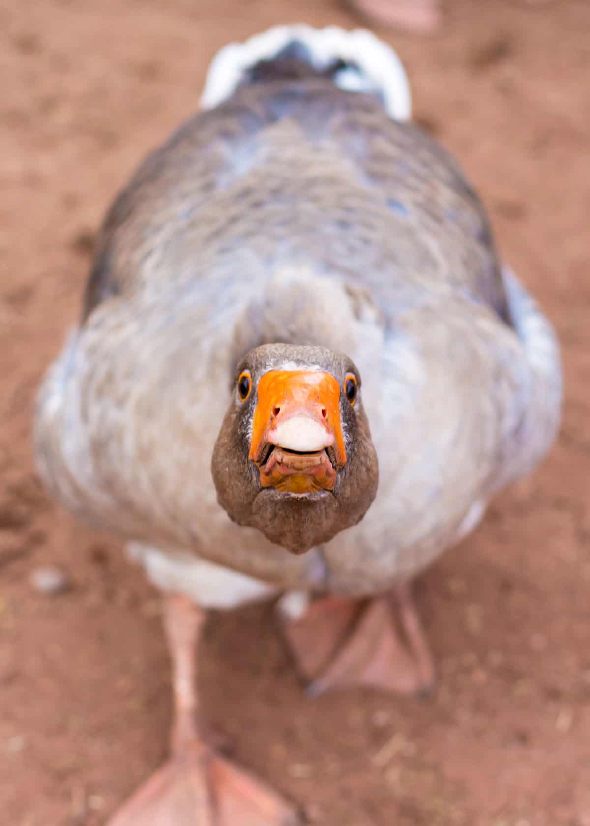 aggressive goose
