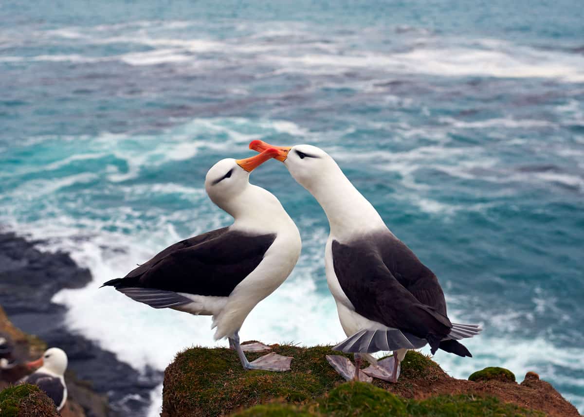 albatross couple